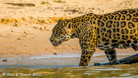 Wild Jaguar, Pantanal, Brazil