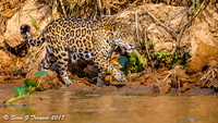 Wild Jaguar, Pantanal, Brazil