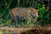 Wild Jaguar, Pantanal, Brazil