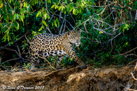 Wild Jaguar, Pantanal, Brazil