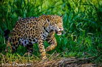 Wild Jaguar, Pantanal, Brazil