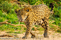 Wild Jaguar, Pantanal, Brazil