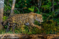 Wild Jaguar, Pantanal, Brazil