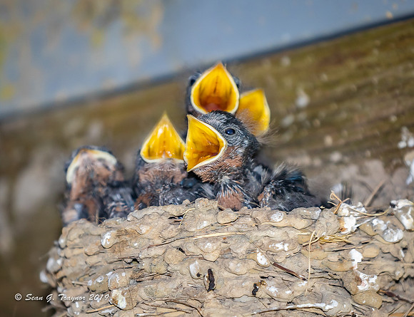 Barn Swallows