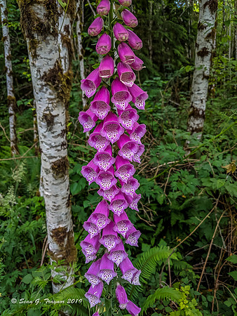 Foxglove Flowers