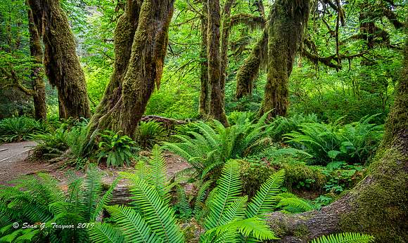 Hoh Rainforest