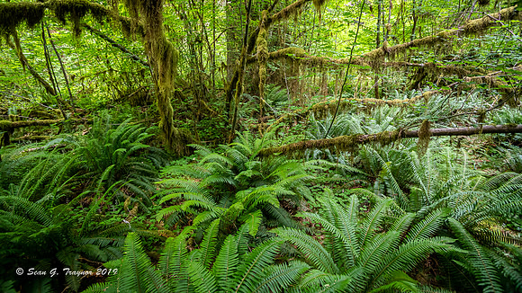 Hoh Rainforest