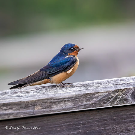 Barn Swallows