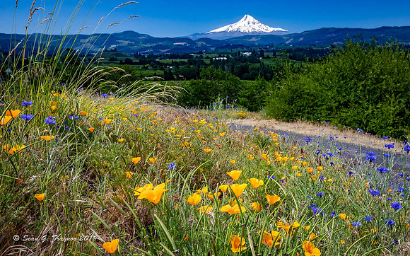 Mt Hood
