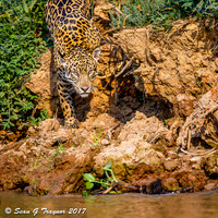Wild Jaguar, Pantanal, Brazil