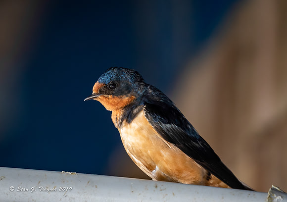 Barn Swallows