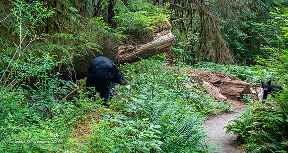 Black Bears