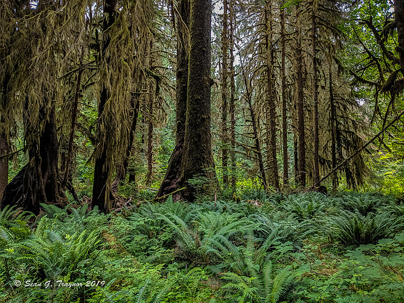 Hoh Rainforest