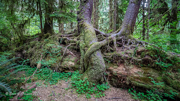 Hoh Rainforest