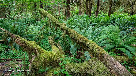 Hoh Rainforest