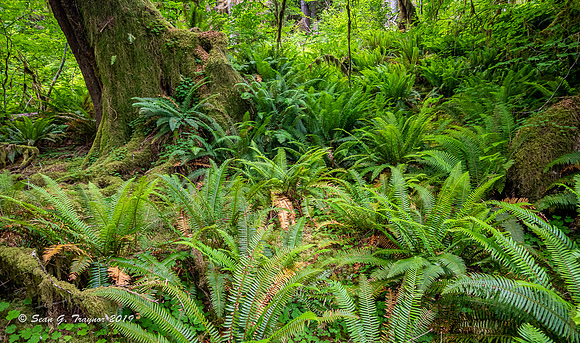 Hoh Rainforest