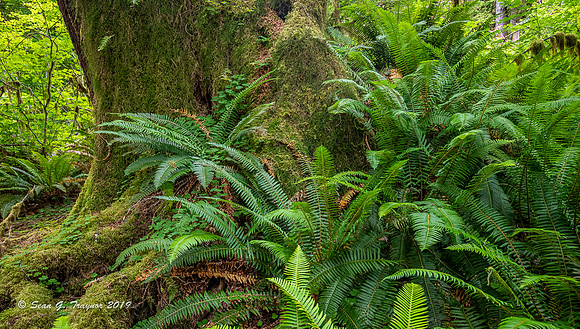 Hoh Rainforest