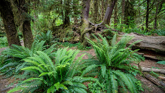 Hoh Rainforest