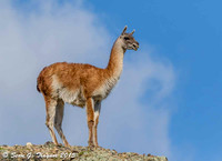 Guanacho