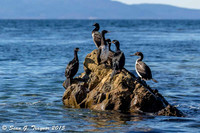 Rock Cormorants