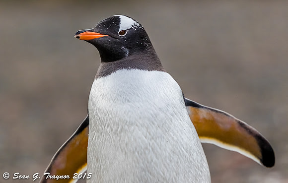 South Georgia