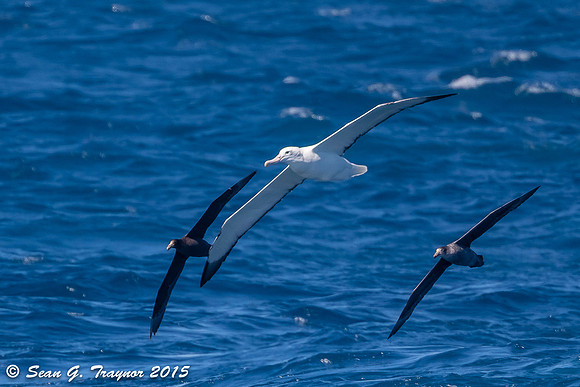 Wandering Albatross