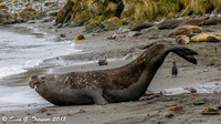 South Georgia