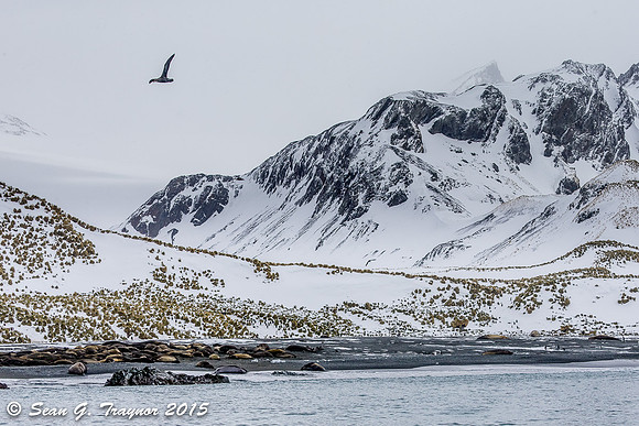 South Georgia