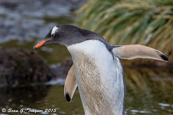 South Georgia