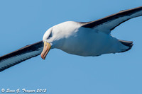 Black-browed Albatross