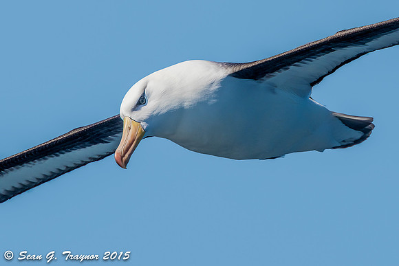 Black-browed Albatross
