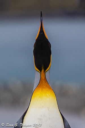 South Georgia
