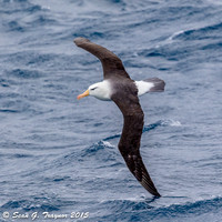 South Georgia