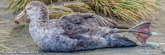 South Georgia