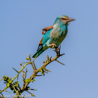 Tanzania-2014  Wildlife-140