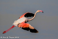 Lesser Flamingo