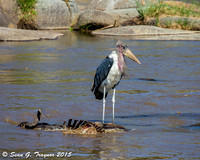 Marabou Stork