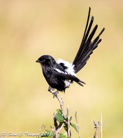 Common Fiscal Shrike