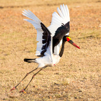 Saddle-billed Stork