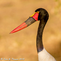 Saddle-billed Stork