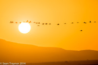 Tanzania-2014  Wildlife-142