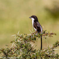 Tanzania-2014  Wildlife-141