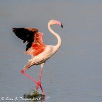 Tanzania - Birds