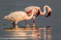 Greater Flamingos