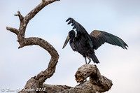 Open-billed Stork