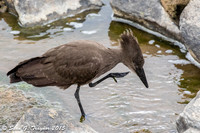 Hammerkop