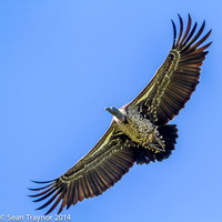 Tanzania-2014  Wildlife-147