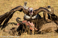 Lappet-faced Vulture