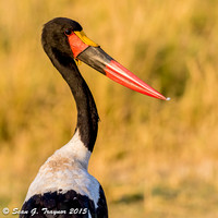 Saddle-billed Stork