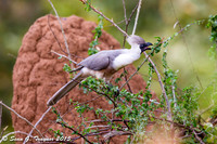 White-bellied Go-away-bird